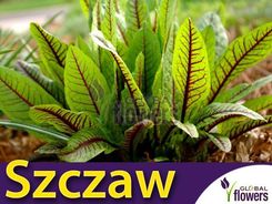 Zdjęcie W.Legutko Szczaw Krwisty Bloody Dock Liście Z Czerwonymi Żyłkami 0,2G Lux - Wrocław