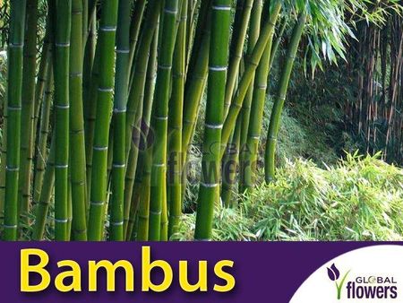 Vilmorin Bambus Mrozoodporny Phyllostachys Nasiona - Ceny i opinie -  Ceneo.pl