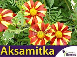 Zdjęcie Toraf Aksamitka Wysoka Klaun (Tagetes Erecta) 0,5G - Wrocław