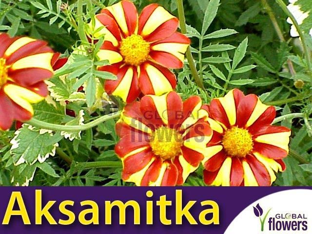 Zdjęcie Toraf Aksamitka Wysoka Klaun (Tagetes Erecta) 0,5G - Wrocław