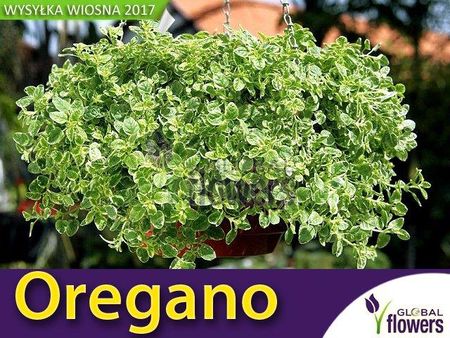 Plantpol Oregano Variegata (Origanum Vulgare) Sadzonka - Ceny i opinie -  Ceneo.pl