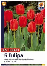 Zdjęcie Cebule tulipan Darwin H. Apeldoorn - Bielsko-Biała