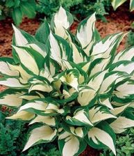 Szkolka Ogrodnicza Funkia Hosta Fire And Ice Przepiekna Krolowa Ceny I Opinie Ceneo Pl Szkolka Ogrodnicza Funkia Hosta Fire And Ice Przepiekna Krolowa Ceny I Opinie Ceneo Pl