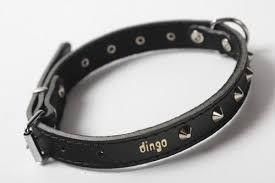 Dingo Obroża skórzana ozdobna podszyta filcem 1,6 x 41cm czarna 