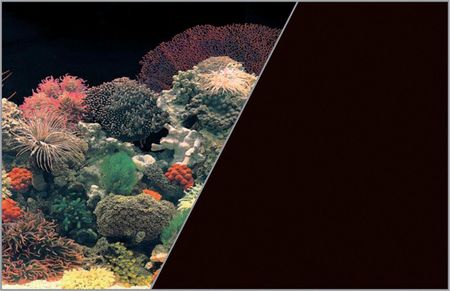Zolux Tło akwariowe dwustronne 50x80cm koralowiec/czarne 