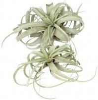 Zdjęcie Dixie Store Tillandsia Xerographica Mini - Iwonicz-Zdrój