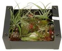 Zdjęcie Dixie Store Tillandsia Zestaw X 10 Szt, Box 1 - Biecz