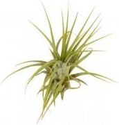 Zdjęcie Dixie Store Tillandsia Ionantha - Brzostek