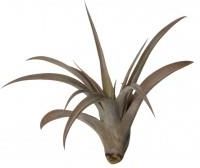Zdjęcie Dixie Store Tillandsia Capitata Peach Red - Kolbuszowa