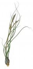 Zdjęcie Dixie Store Tillandsia Butzii Large - Głogów Małopolski