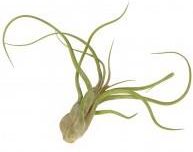 Zdjęcie Dixie Store Tillandsia Caput Medusae Large - Iwonicz-Zdrój