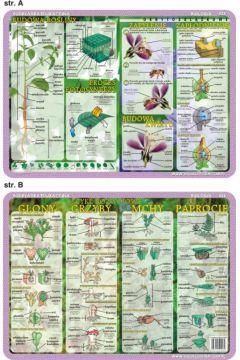 Visual System Podkładka Edukacyjna Budowa Rośliny I Kwiatu, Cykl Rozwojowy - Glony, Grzyby, Mchy, Paprocie