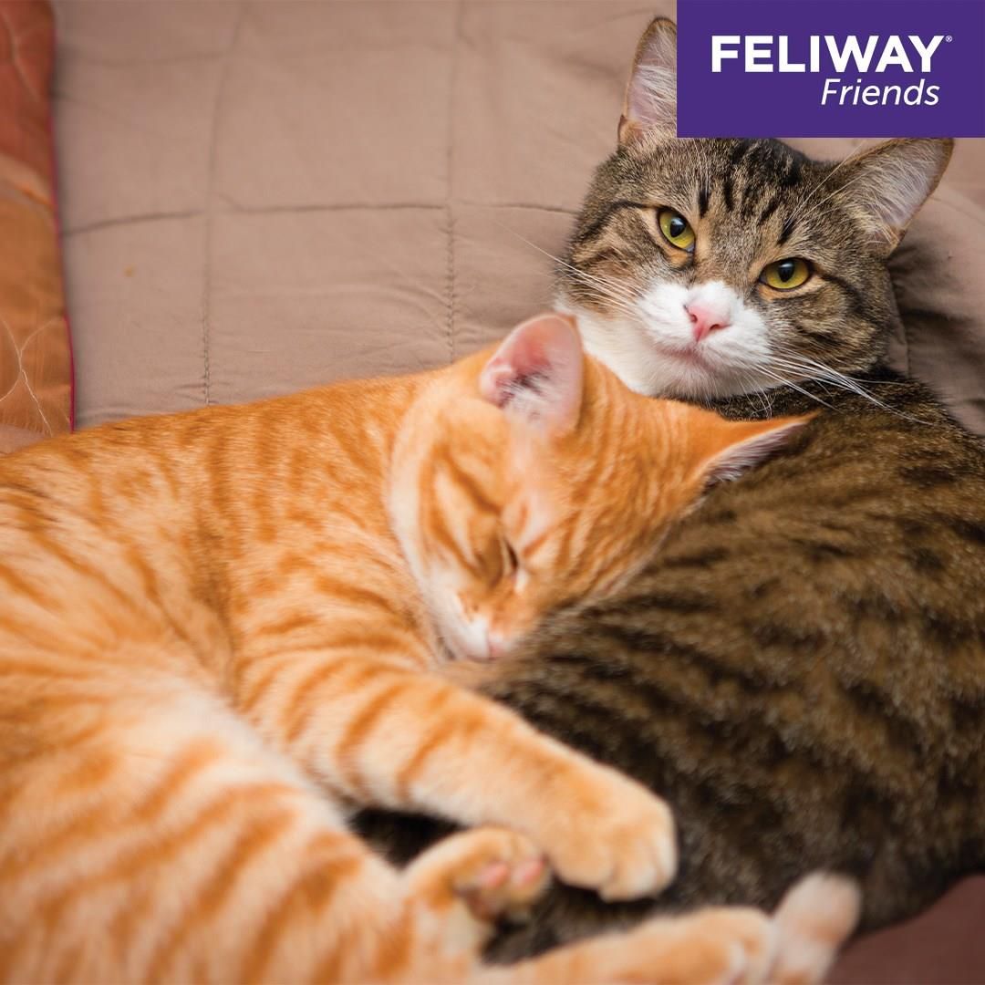 Feliway Friends Zestaw Startowy - zdjęcie 3 Feliway Friends Zestaw Startowy