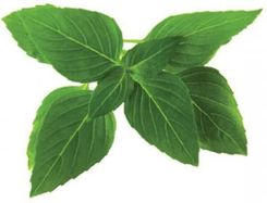 Zdjęcie Click & Grow Thai Basil Bazylia tajska 3kaps. - Września