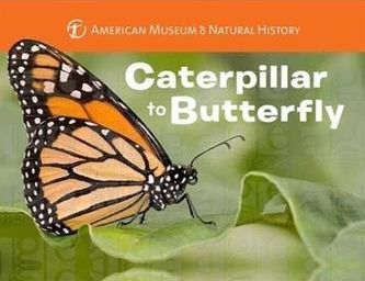 Caterpillar To Butterfly - Stewart Melissa