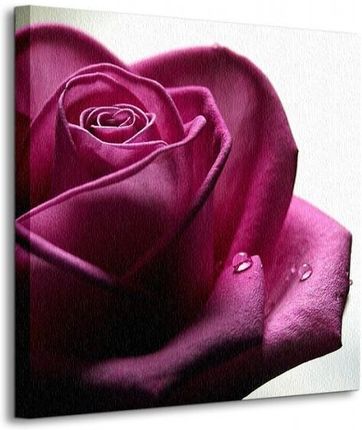 Fioletowa Róża Krople Wody - Obraz 40x40 cm