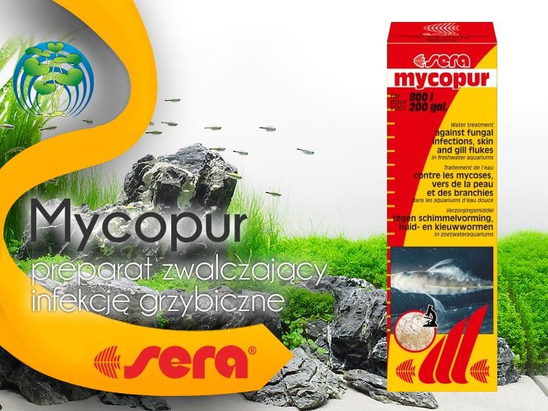 SERA MYCOPUR/MYCOFORTE lek na grzybice 50ml - Ceny i opinie - Ceneo.pl