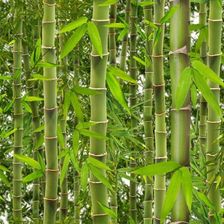 Tapeta 41504 Ugepa winyl zielona trawa Bambus 3D - zdjęcie 1