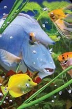 Zdjęcie Minikartka 3D Niebieska ryba WORTH-KEEPING - Bełchatów