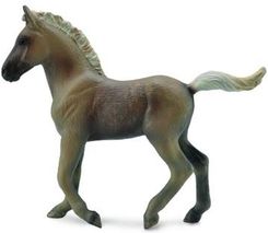 Zdjęcie Collecta Źrebię Rasy Rocky Mountain - Trzemeszno