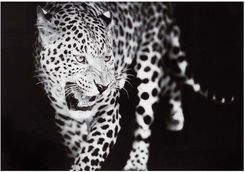 Zdjęcie Obraz Glasspik Leopard 70X100 Cm - Bytom