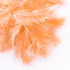 Zdjęcie Piórka Dalprint CEPI-003 morelowe - Mińsk Mazowiecki