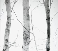Tapeta Winylowa Brzoza W Drzewa Ścienne - zdjęcie 1