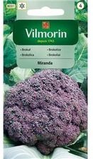 Vilmorin Brokuł Miranda Fioletowy 1G