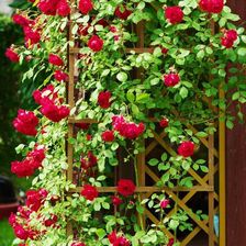 Zdjęcie Verve Róża Pnąca Doniczka C2 Mix - Poznań