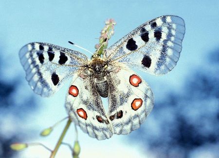Motyl Apollofalter Fototapeta