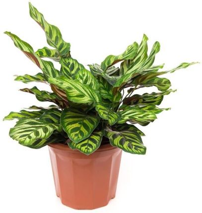 calathea leopardina blüte Calathea Leopardina | 35cm main image 0
