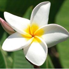 Davinci Karnet Kwiat Plumeria 16X16 + Koperta