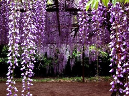 WISTERIA, GLICYNIA CHISKA (Wisteria sinensis) - Ceny i opinie - Ceneo.pl