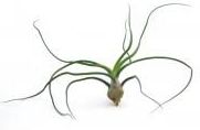 Zdjęcie Dixie Store Tillandsia Bulbosa Large - Głogów Małopolski