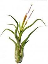 Zdjęcie Dixie Store Tillandsia Caput Medusae S - Kolbuszowa