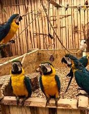 Zdjęcie Papugarnia Rio Świnoujście - Częstochowa