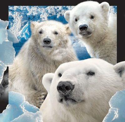 Worth Keeping Pocztówka 3D Niedźwiedzie polarne