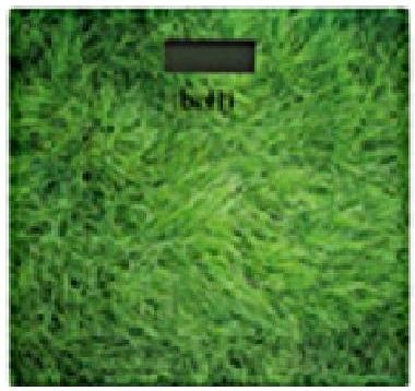 Botti PT-973 Grass