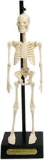 Zdjęcie Rex Model Szkieletu London Anatomical (24787) - Nowy Sącz