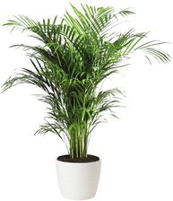 Zdjęcie Palma Areka (Areca Dypsis) wys. 100-110cm, don.21cm - Olsztyn
