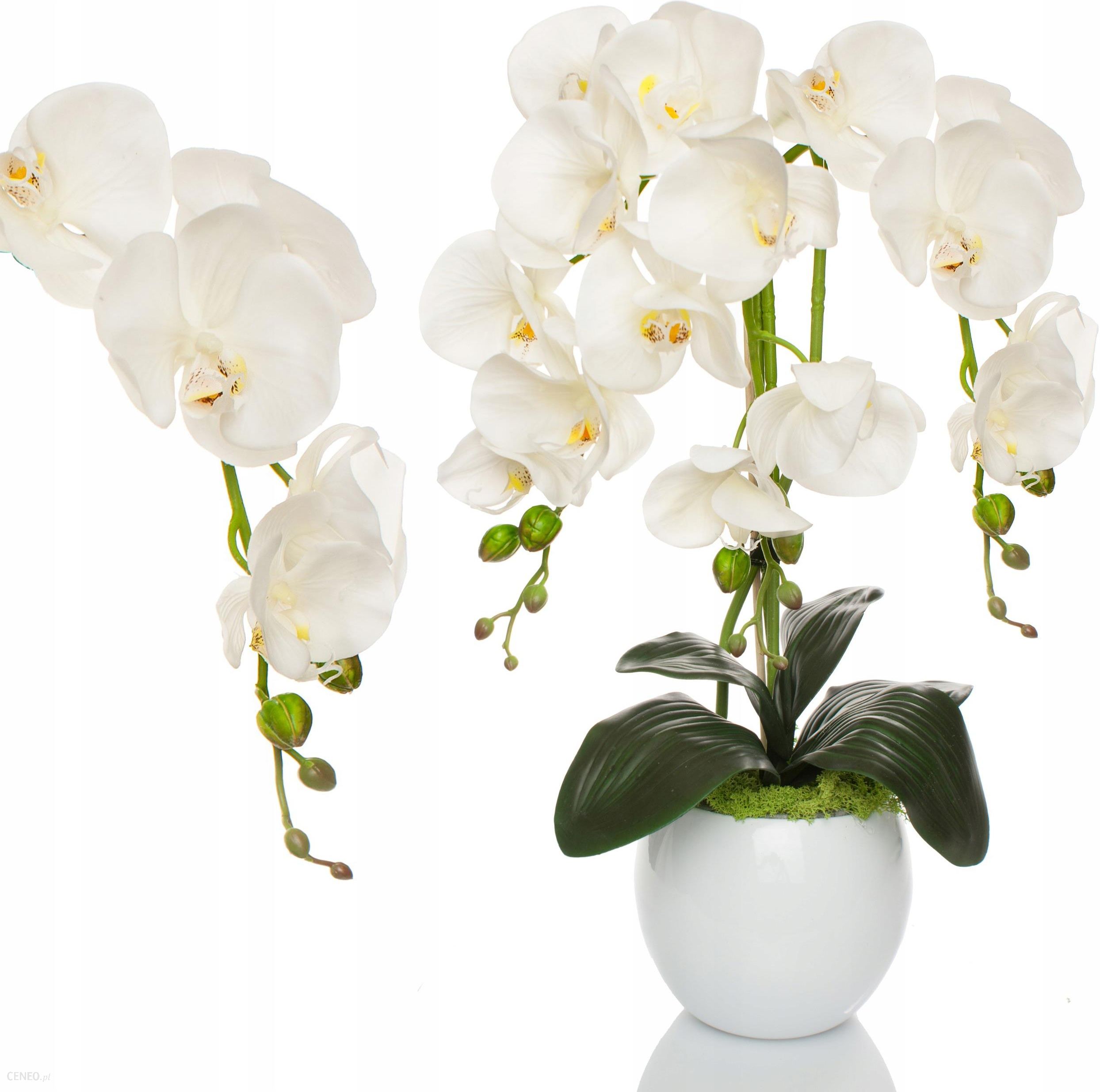 Орхидеи в горшке интернет магазин. Орхидея фаленопсис в горшке. Фаленопсис белый в горшке. Орхидея фаленопсис Snowball. Фаленопсис Орхидея живые.