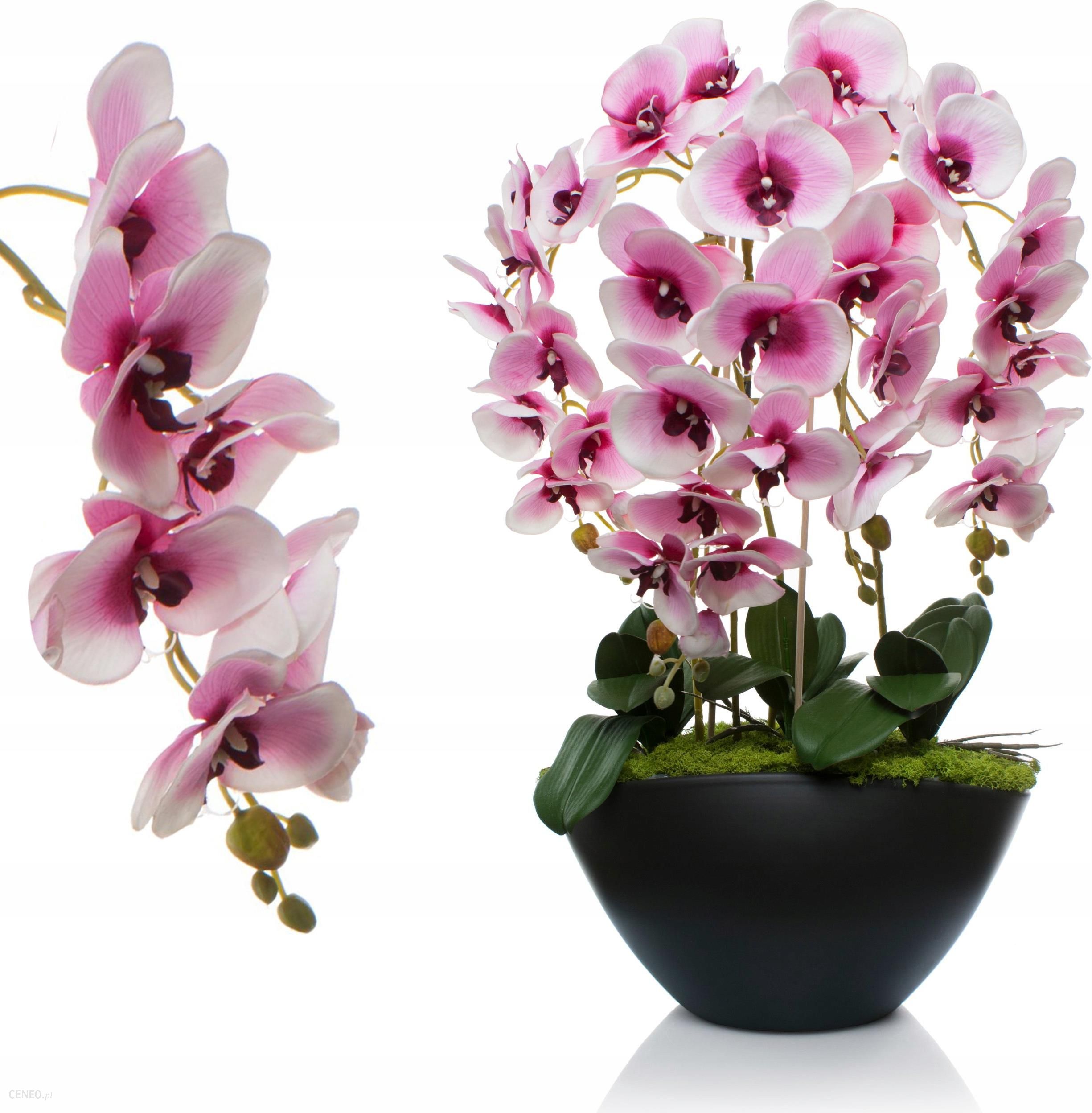 Орхидея купить в калуге