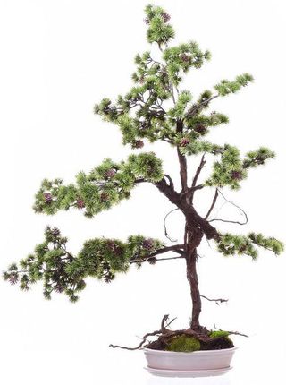 Decorac Drzewko Bonsai Iglaste Na Naturalnym Korzeniu - Opinie i atrakcyjne  ceny na Ceneo.pl