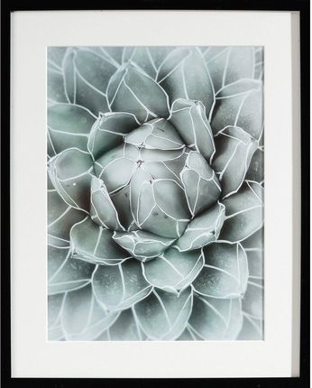 Dekoria Obraz Succulents Ii 40X50X cm (18303800)