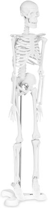 Physa Szkielet Człowieka Model Anatomiczny 47 Cm Physk6