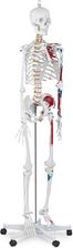Zdjęcie Physa Szkielet Człowieka Model Anatomiczny 180 Cm Physk2 - Pajęczno