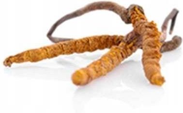 MycoMedica Cordyceps CS-4 w optymalnym stężeniu 90 kaps - zdjęcie 3