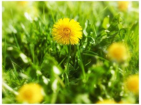 Fototapeta - Żółty kwiatowy dywan - 200X154