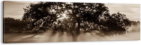 Obraz Na Płótnie Drzewo Pole Natura Ab160X50 3811