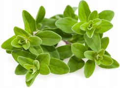 Zdjęcie Majeranek - Kapsułki roślinne Click and Grow - Radziejów